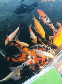 High angle view of fish swimming in sea