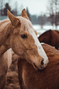 Close-up of a horse in ranch