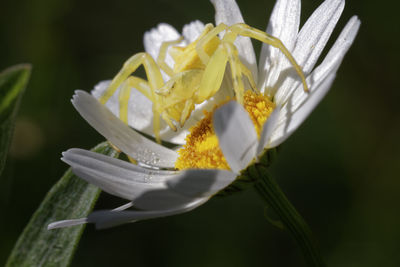 Close-up of fresh white yellow flower