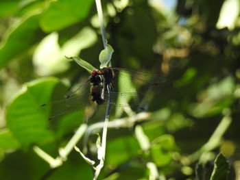 Close-up of insect on leaf