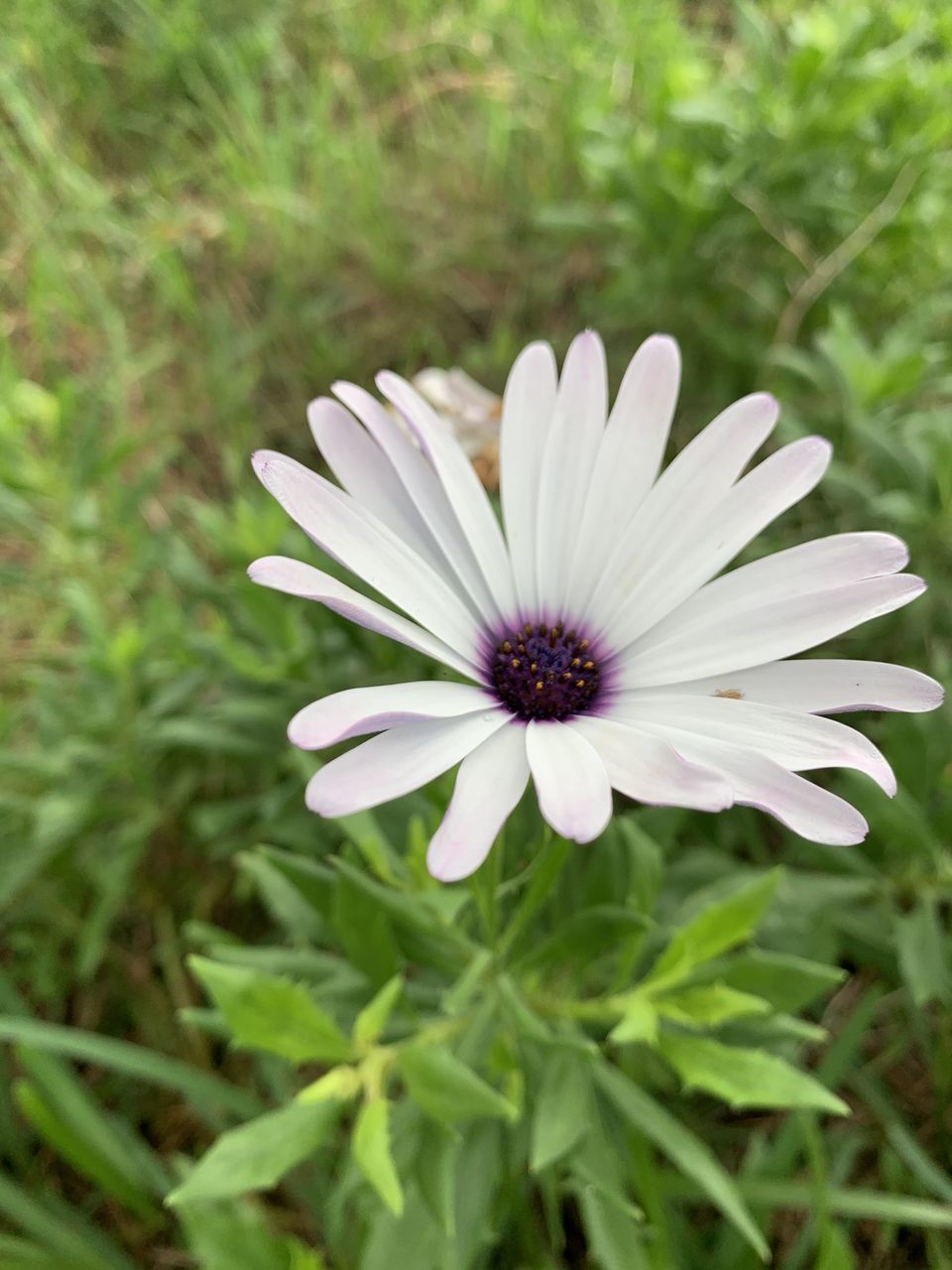 CLOSE-UP OF PURPLE FLOWER