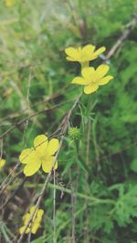 Close-up of yellow flowers