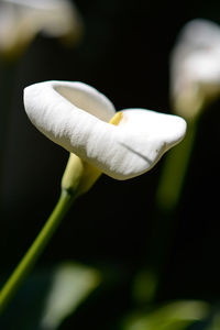 Close-up of white mushroom