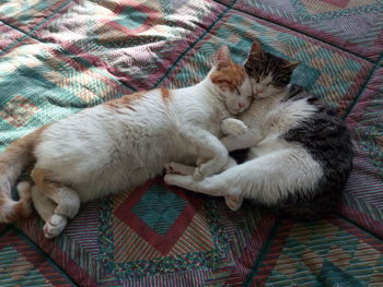 High angle view of cats sleeping on bed