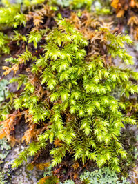 High angle view of plant growing on field