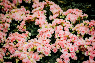 Close-up of pink flowers