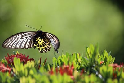 Close-up of butterfly perching on flower