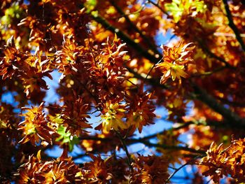 Close-up of maple tree