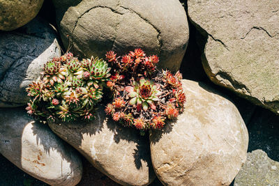 High angle view of potted plant on rock