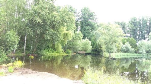 Trees growing in water