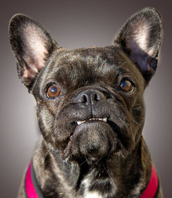 Close-up portrait of a dog