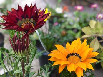 Close-up of orange flowering plant