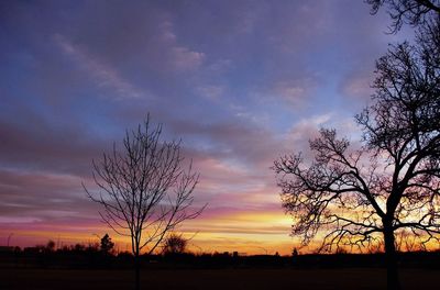 Silhouette of trees at sunset