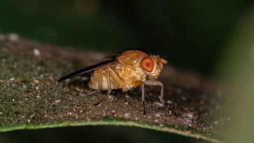 Close-up of insect on leaf