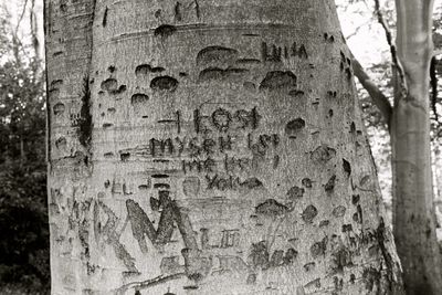 Close-up of tree trunk
