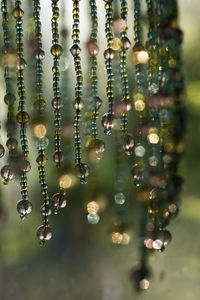 Close-up of raindrops on plant