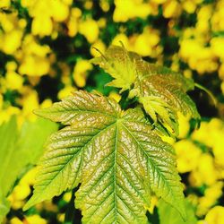 Close-up of leaves on plant during autumn
