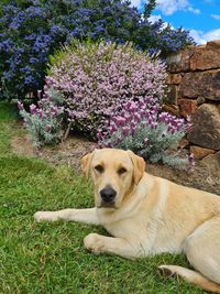 Portrait of dog against purple flowering plants