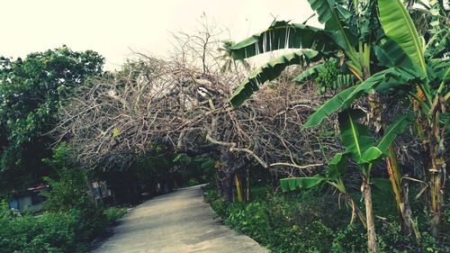 Plants growing on tree