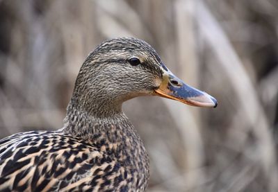 Close-up of a bird