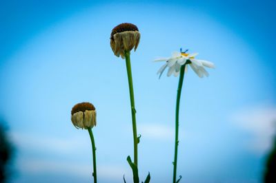 Close-up of flowers against blue sky