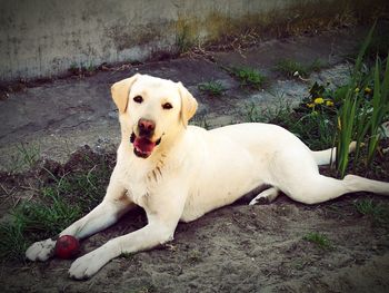 Portrait of dog sitting on land