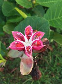 Close-up of wet pink flower blooming outdoors