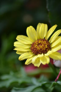 Close-up of yellow flowering plant