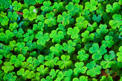 Full frame shot of plants