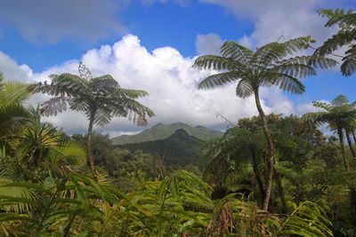 Scenic view of coconut palm trees against sky