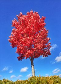 Low angle view of trees against sky