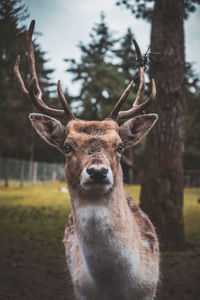 Close-up of deer on field