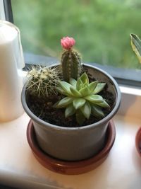 High angle view of potted plants on table