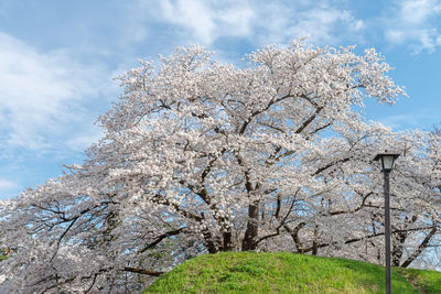 Low angle view of cherry blossom tree against sky