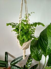 Close-up of potted plant against white wall