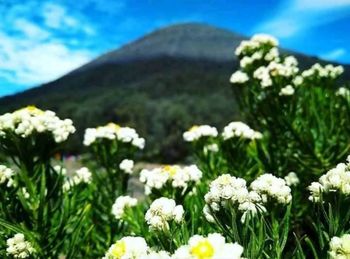 Close-up of white flowering plants against sky