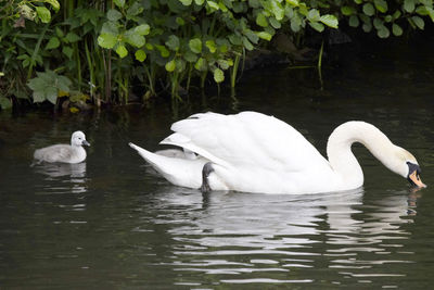 Swans swimming in lake