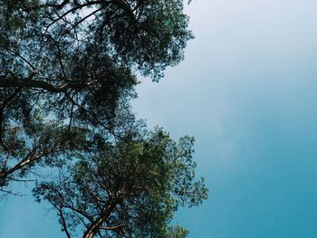 Low angle view of trees against sky