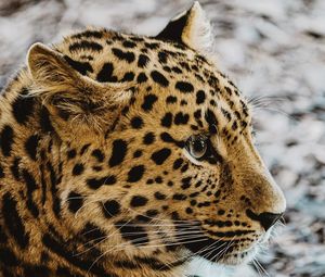 Close-up of a cat looking away