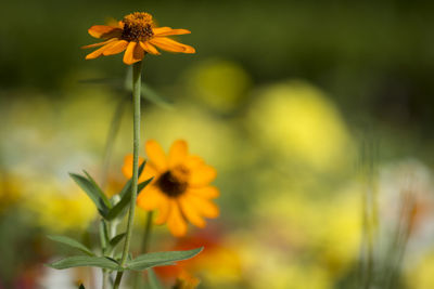 Close-up of yellow flower blooming in field