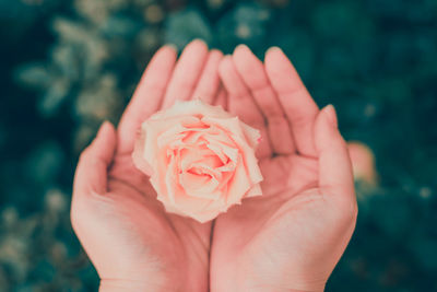 Close-up of hand holding rose flower