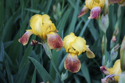 Close-up of yellow flowers blooming outdoors