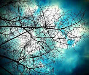 Low angle view of bare tree against blue sky