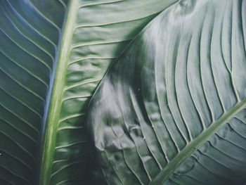 Full frame shot of green leaves