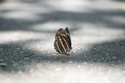 Close-up of butterfly on road