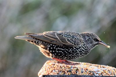 Close-up of starling perching outdoors