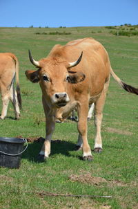 Cow standing in a field