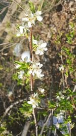 Close-up of white flowers