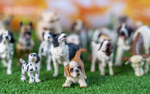 Close-up of dogs on field