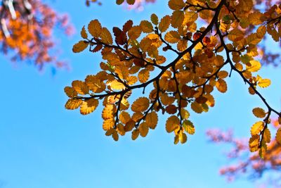 Low angle view of tree against sky